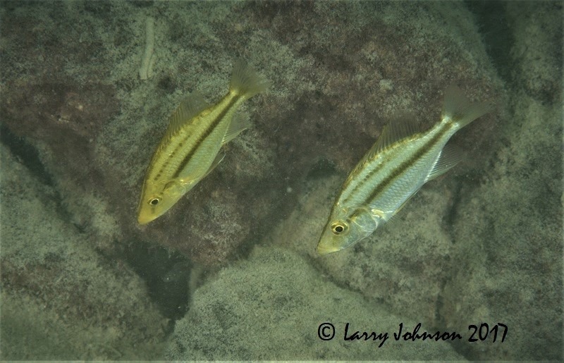 Dimidiochromis compressiceps 'Chilungo Bay, Chizumulu Island'